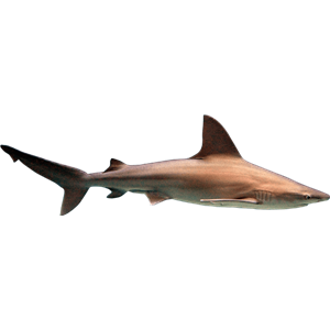 Shark PNG-18822